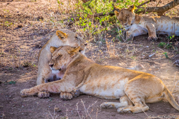 Levice ukrývajúce sa pred slnkom v Serengeti